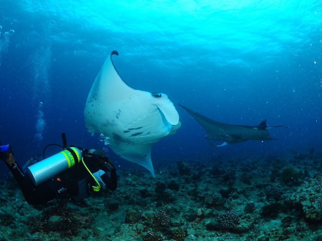 Maldives Diving Loabi-Fenfushi Island必去景点
