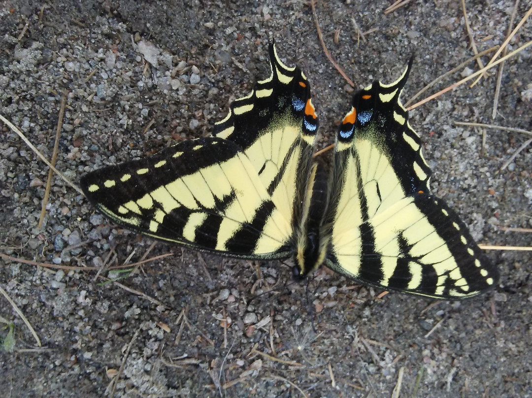 Best Western Plus Airdrie Hotel主图