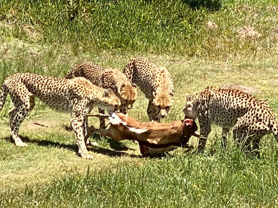 Peter Giddy Guided Tours-伊丽莎白港必去景点