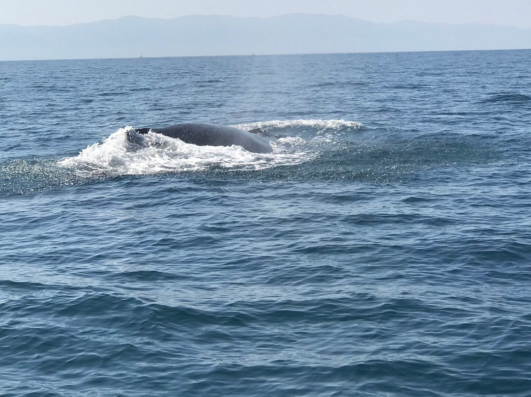 Vallarta Natours-瓦拉塔港必去景点