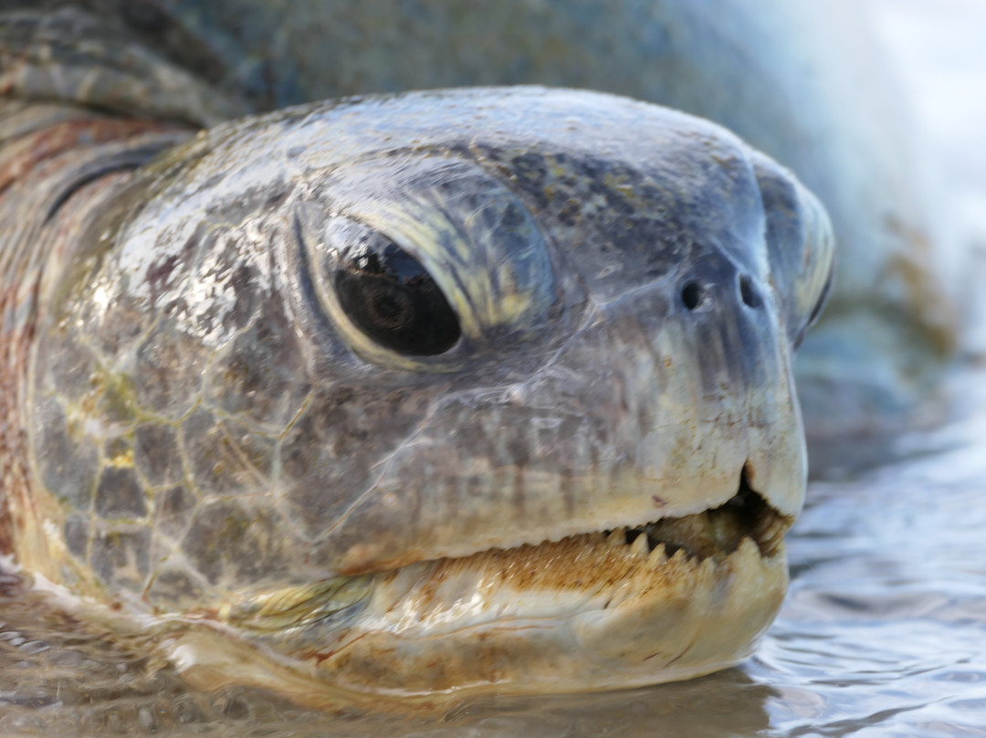 L S L Adventure Travels & Tours-Marawila必去景点