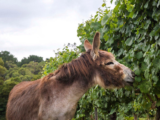 Mantons Creek Estate-Shoreham必去景点
