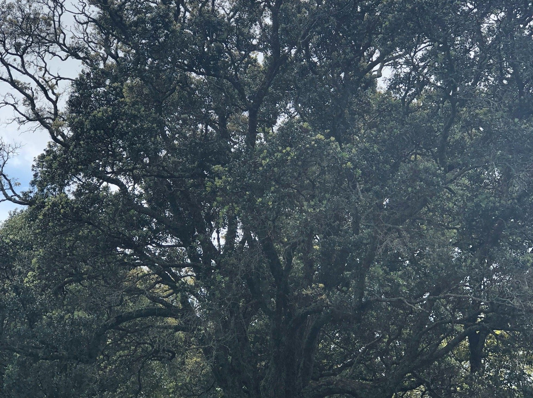 Point View Reserve-奥克兰中心地区必去景点