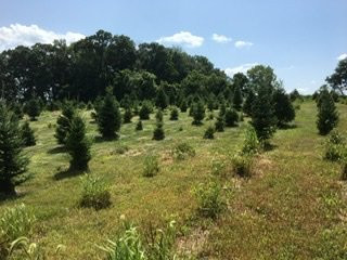 Millers Christmas Tree Farm景点图片