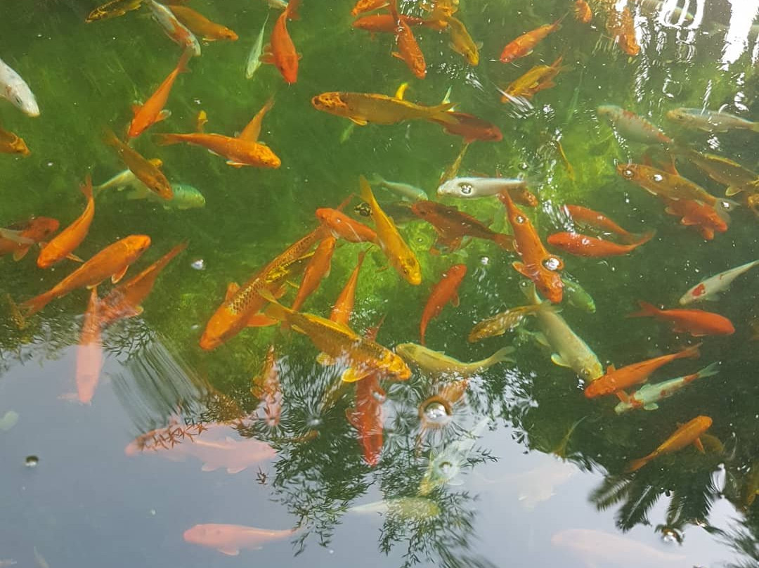 Faruk Yalçın Zoo景点图片