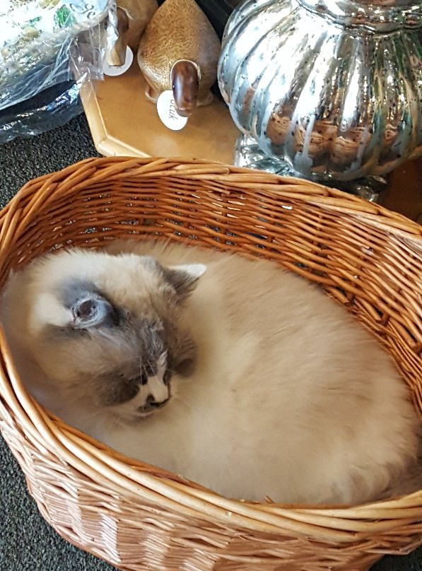 Peddler's Wagon-Eustis必去景点