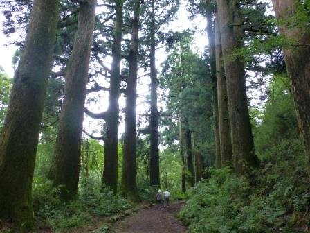 Cedar Trees of Hakone Old Road-箱根町必去景点