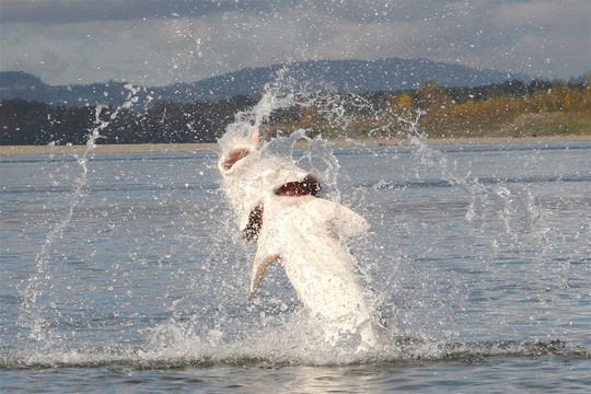 Great River Fishing Adventures-奇利瓦克必去景点