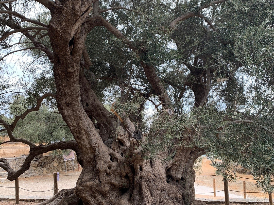 Azorias Ancient Olive Tree景点图片