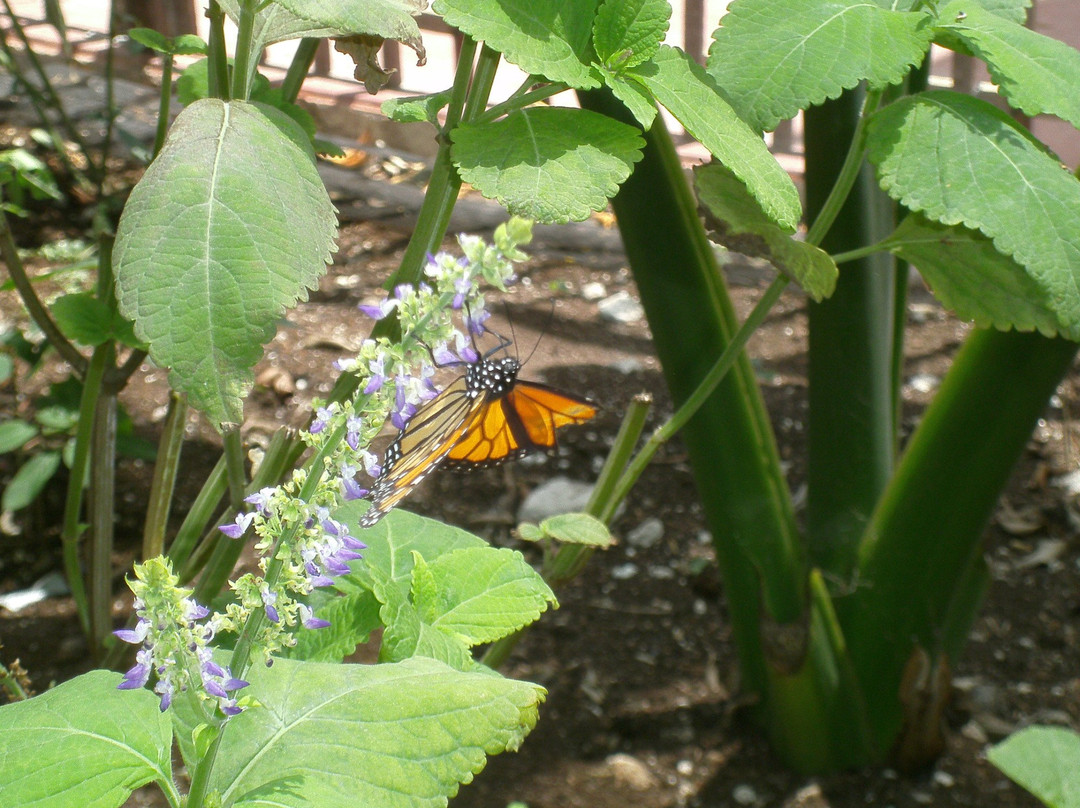 Cozumel Butterfly & Botanical Gardens景点图片