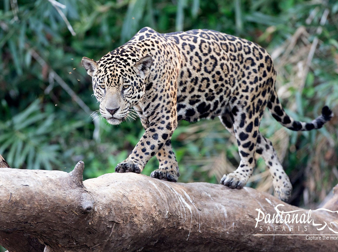 Pantanal Safaris景点图片