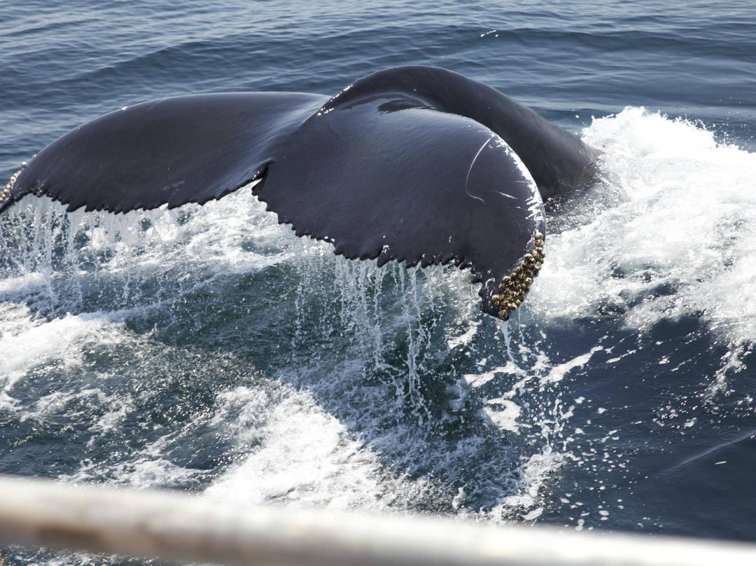 Newburyport Whale Watch景点图片