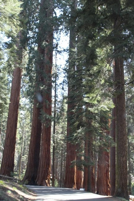 The Parker Group-红杉&国王峡谷国家公园必去景点