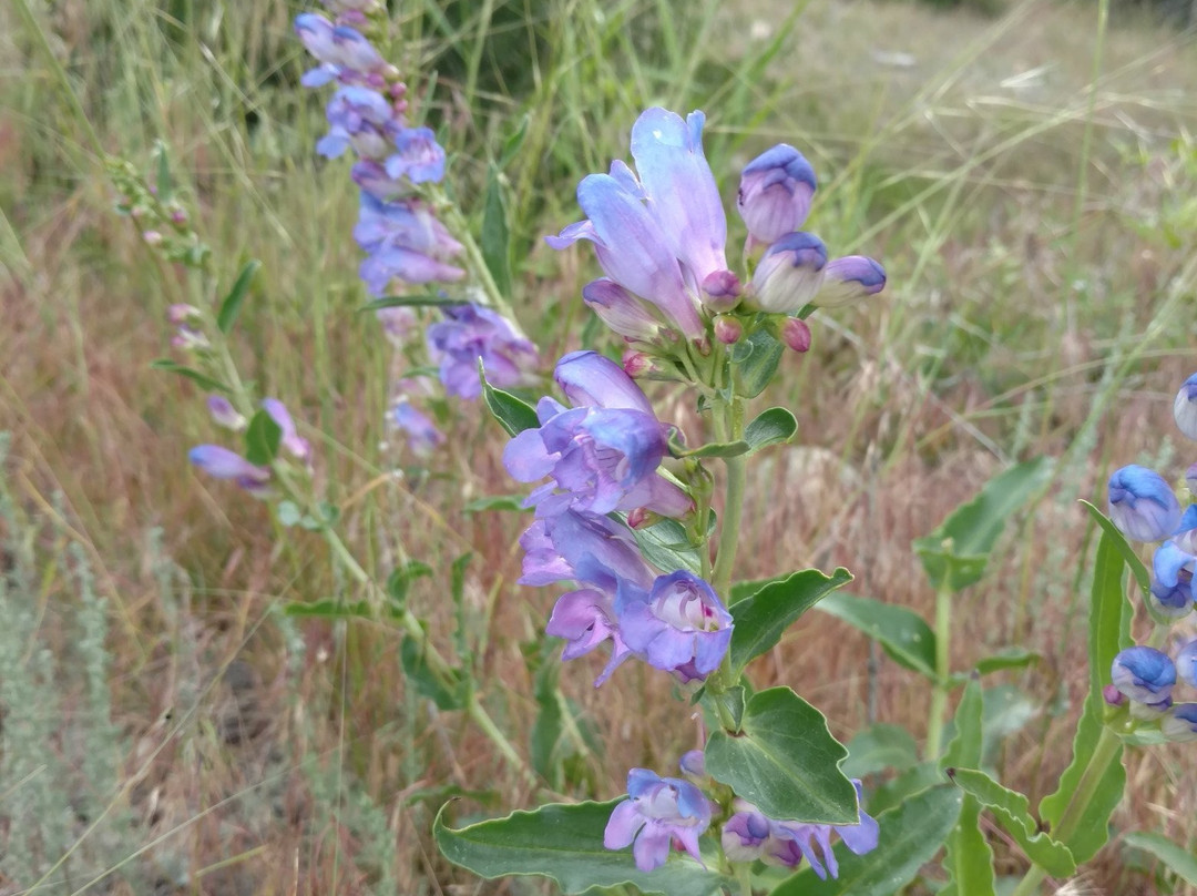 William J. Mentock Trail-布法罗必去景点