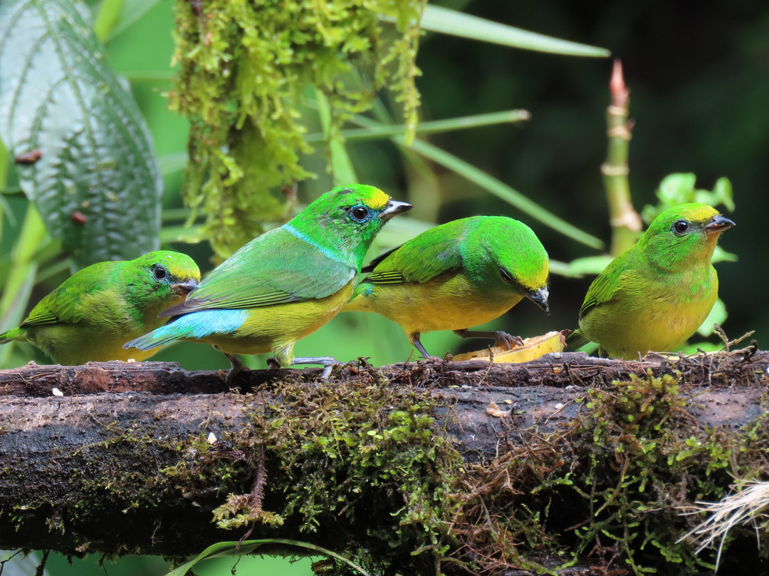 Manriquebirding景点图片