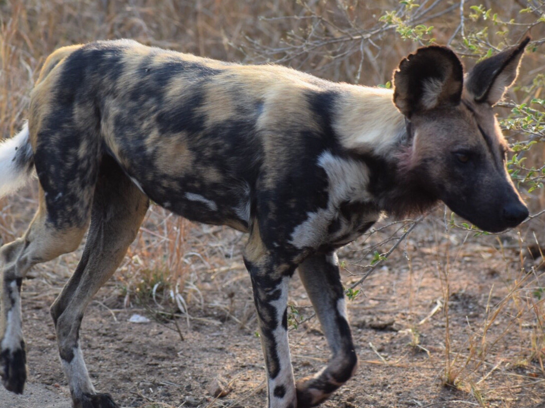 Manzini Marloth Park主图