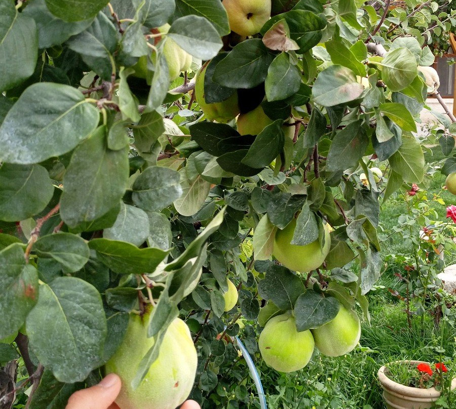 Garden Inn Cappadocia主图