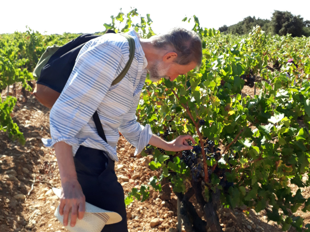 Domaine de la Mordorée-Tavel必去景点