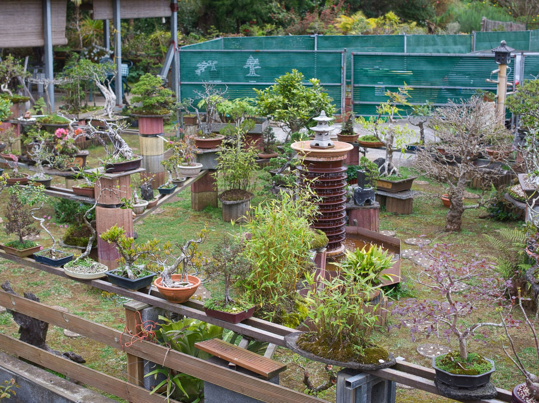 Jardin de Bonsais景点图片