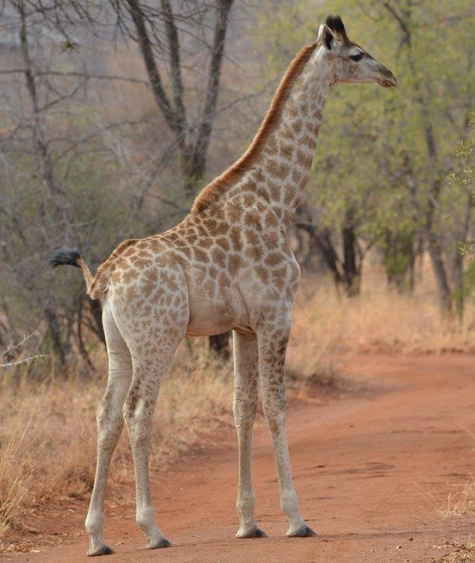 La Pumba Hunting Safaris