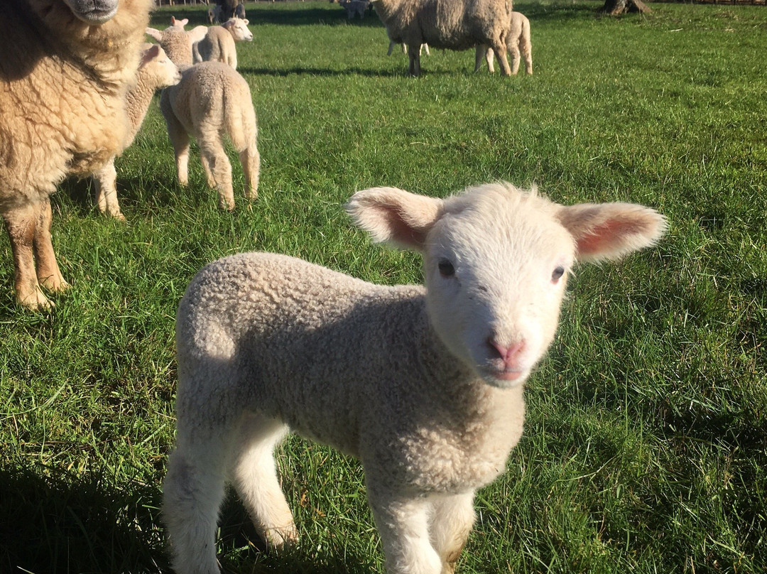 Granja Educativa Buena Vista-Osorno必去景点