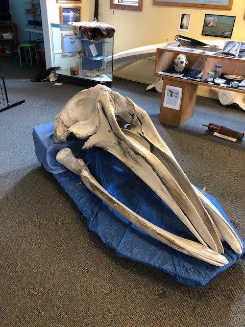 Langley Whale Center-Langley必去景点