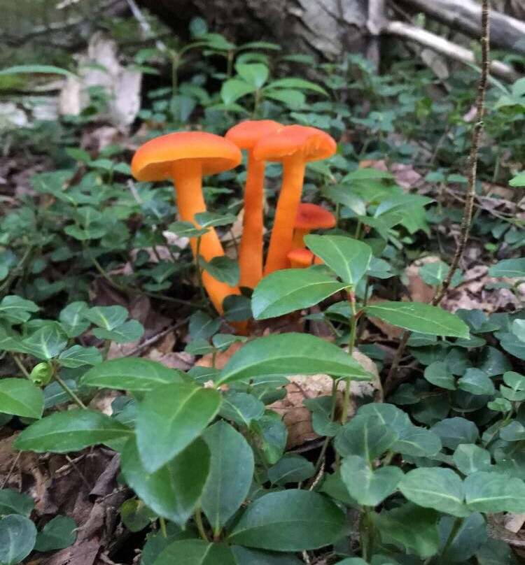 Georgiana Falls-林肯必去景点