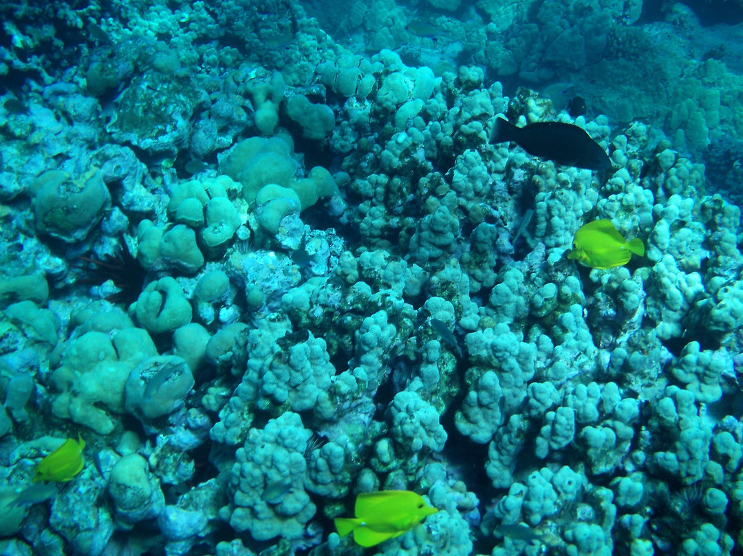 Kanahena Cove-基黑必去景点