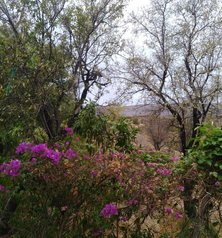 Riad de l'Olivier主图