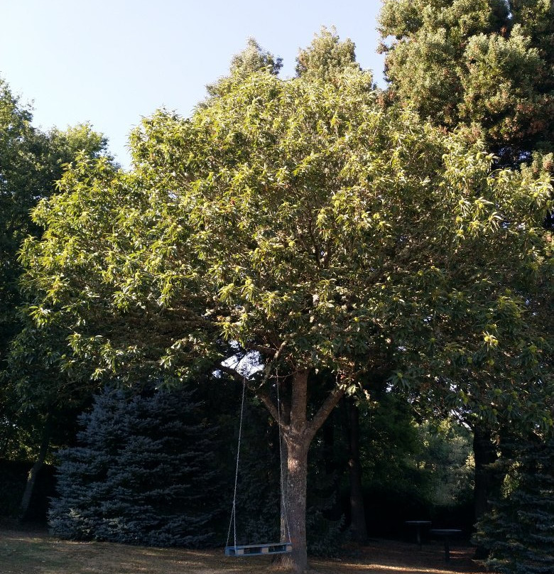 Rectoral de Castillon主图