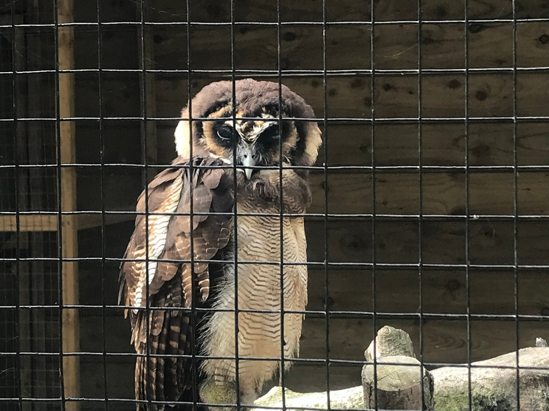 Screech Owl Sanctuary & Animal Park景点图片