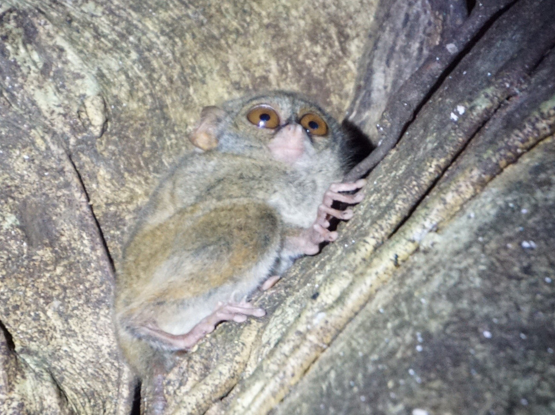 Tangkoko Research Station景点图片
