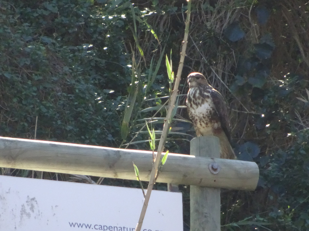 Keurbooms River Ferries Closure Notice-普利登堡湾必去景点