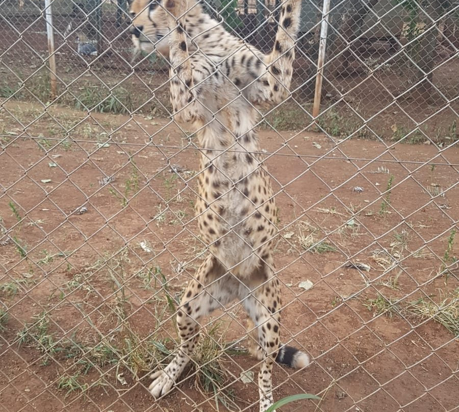 Nairobi Animal Orphanage景点图片