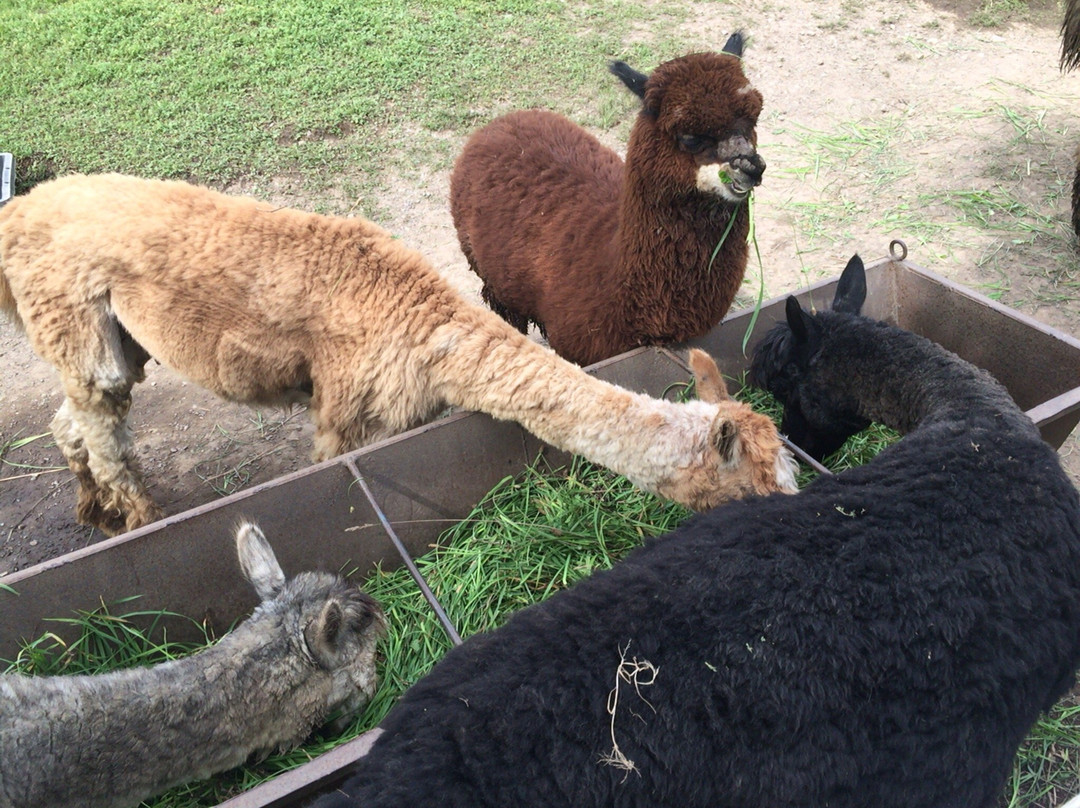 Viva Alpaca Farm-剑渊町必去景点