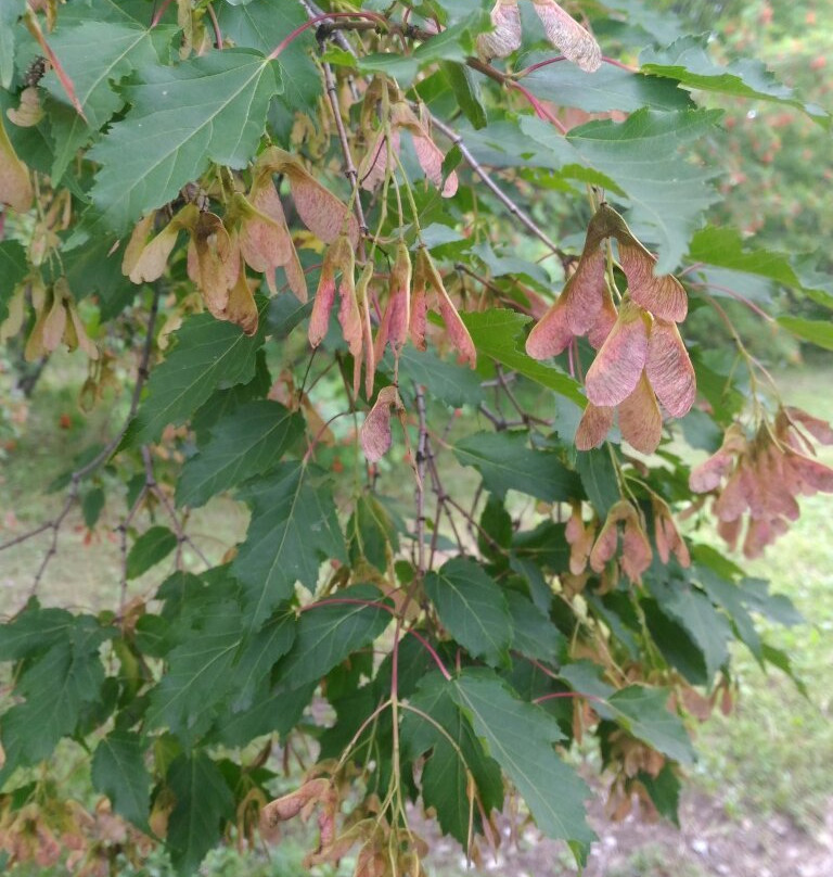 Ufa Botanical Garden景点图片