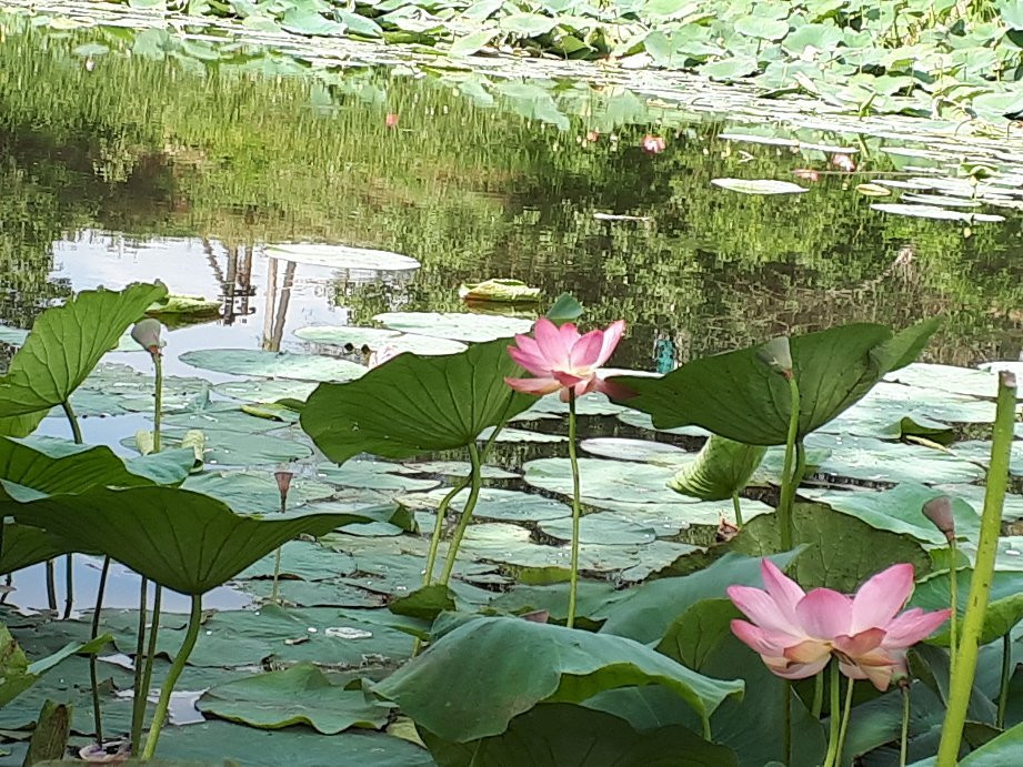 Lotus lake景点图片