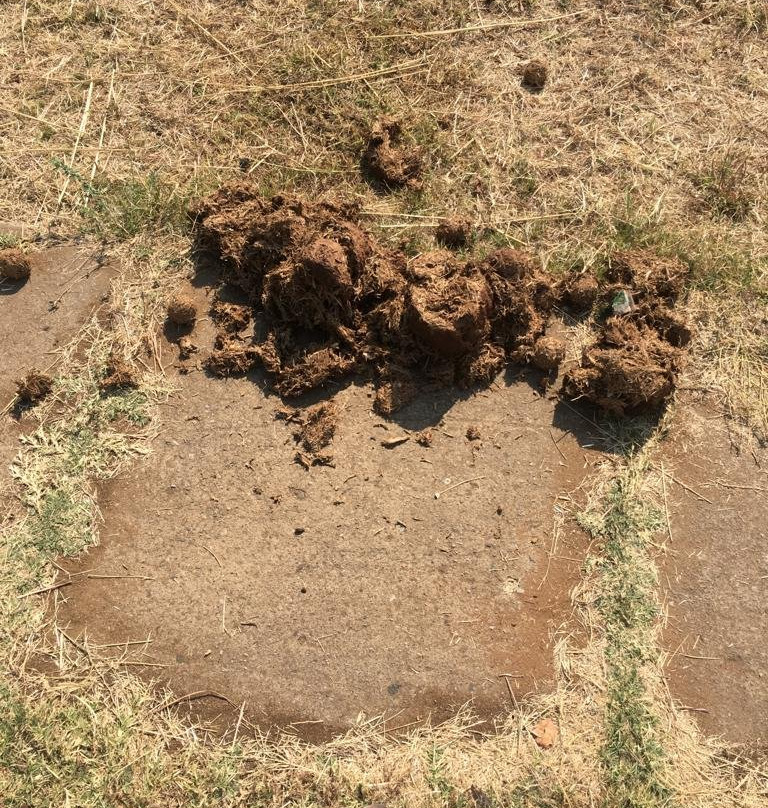 Railway Museum-李文斯顿必去景点