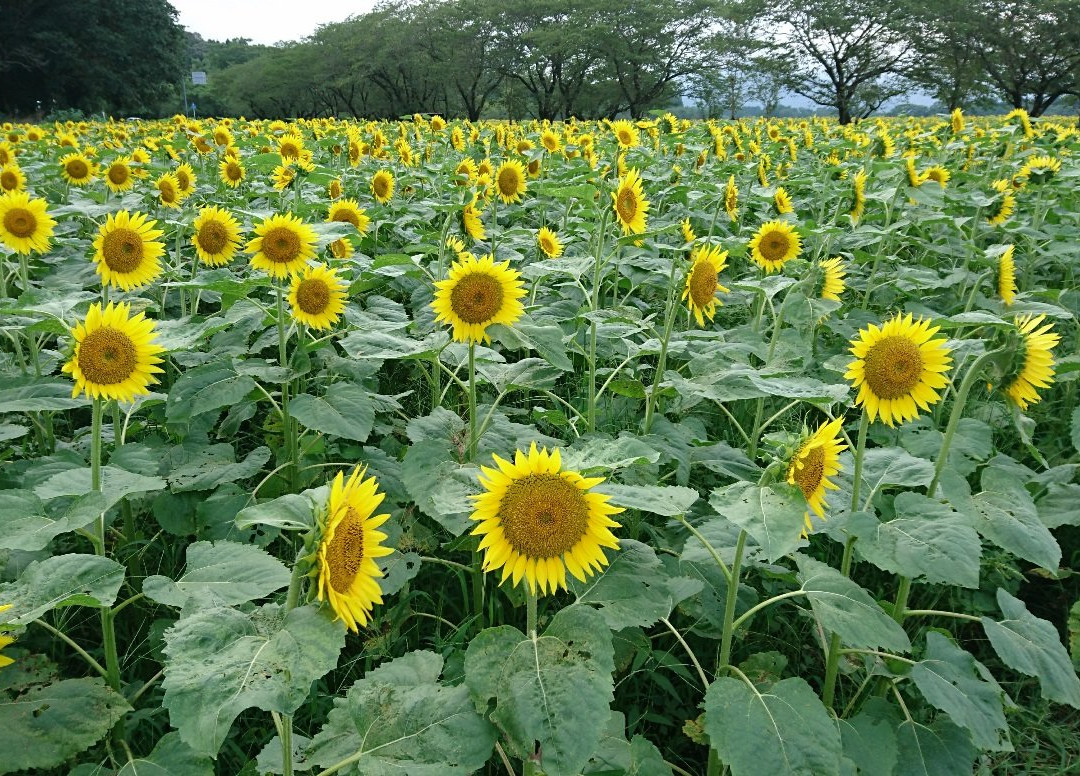 Saitobaru Park-西都市必去景点
