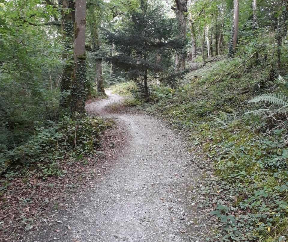 Curraghchase Forest Park景点图片