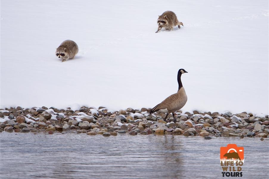 Life So Wild Tours-杰克逊必去景点