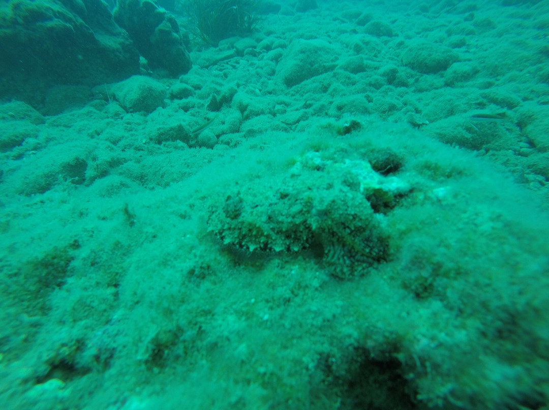 Coral Diving Crete景点图片