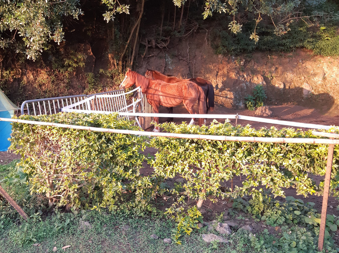 Centre Equestre du Cap景点图片