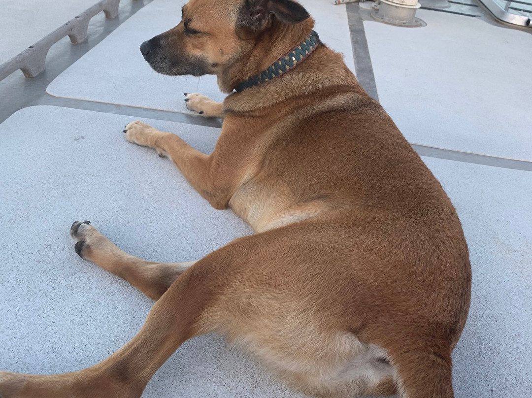 Aluma Sailing BV-威廉斯塔德必去景点