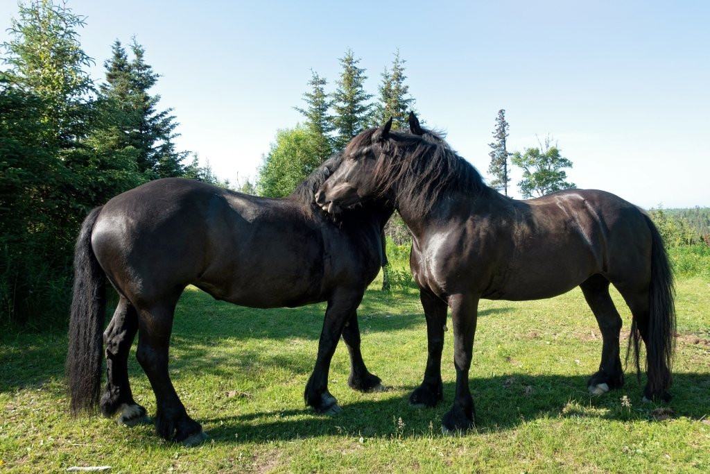 Alaska Draft Horse景点图片