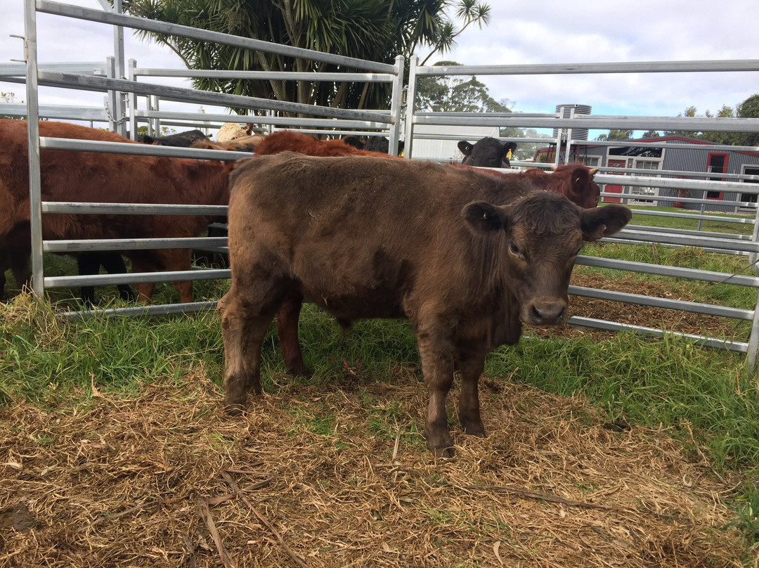 Maugers Paddock to Plate Tours-Robertson必去景点