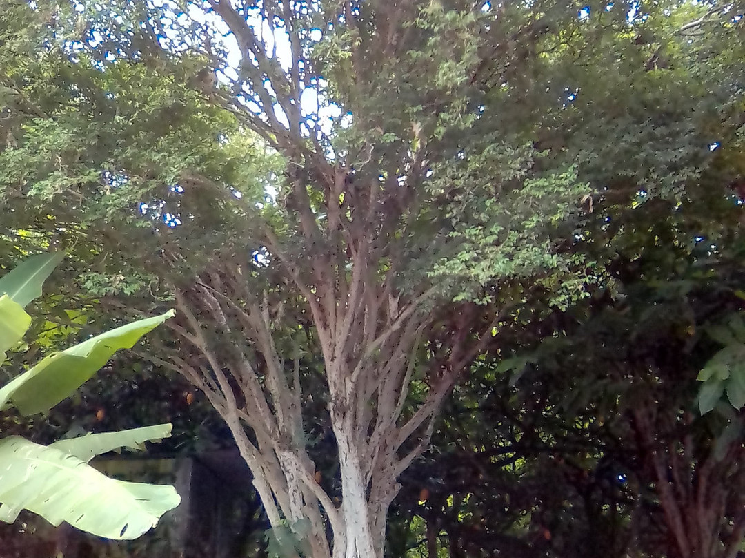 Iguai旅游攻略图片