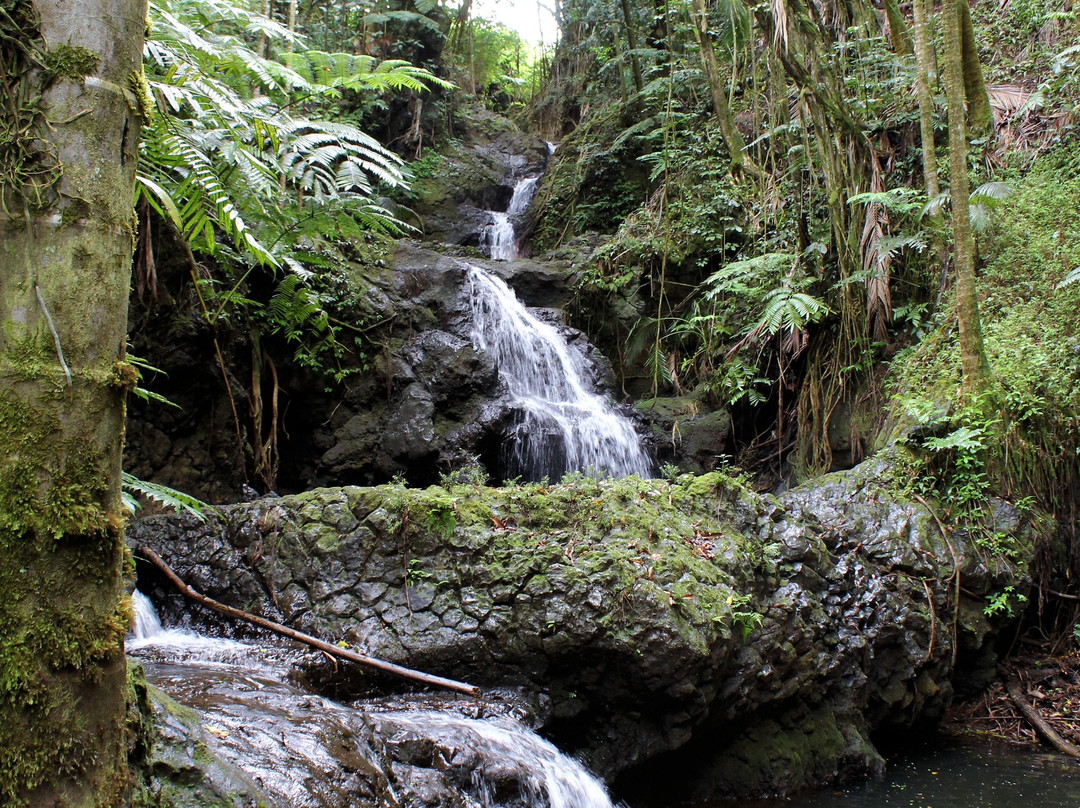 夏威夷热带植物园公园景点图片