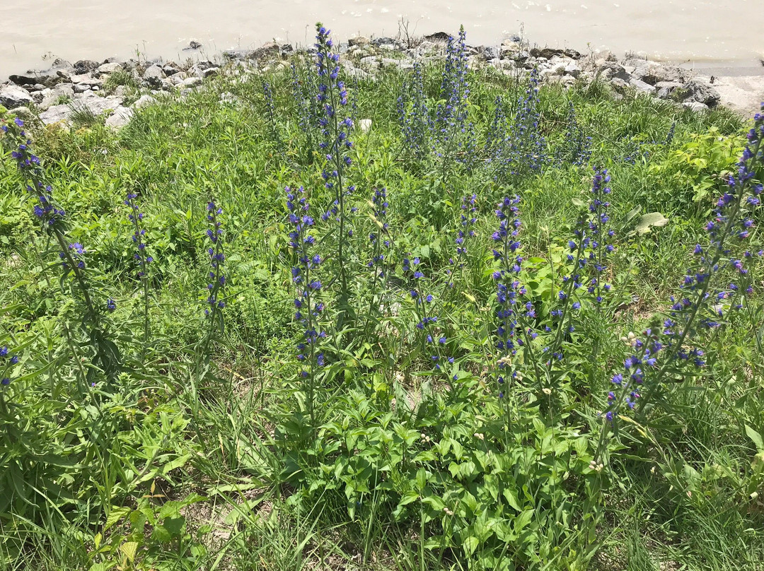 Nationalpark Donau-Auen-Orth an der Donau必去景点