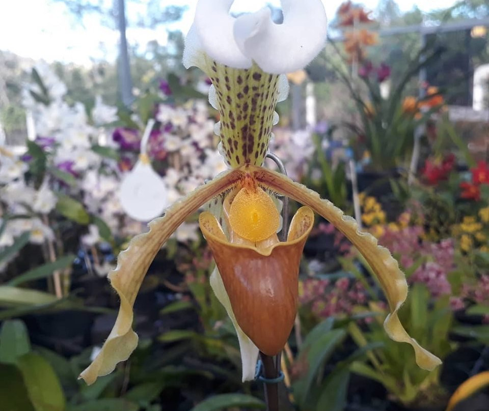 Fábrica de Orquídeas-Paty do Alferes必去景点